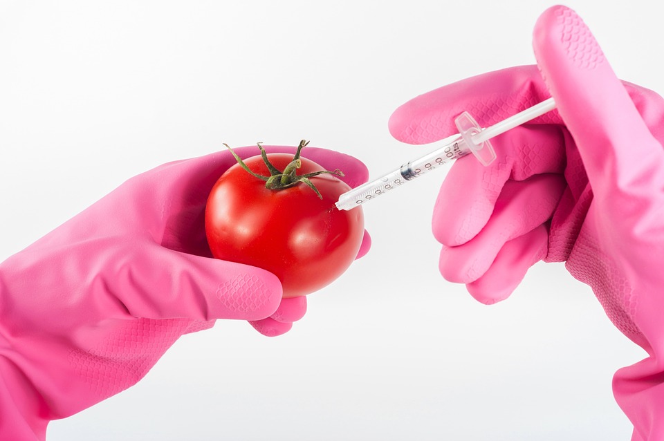 Public Perspectives on Genetically Modified Food