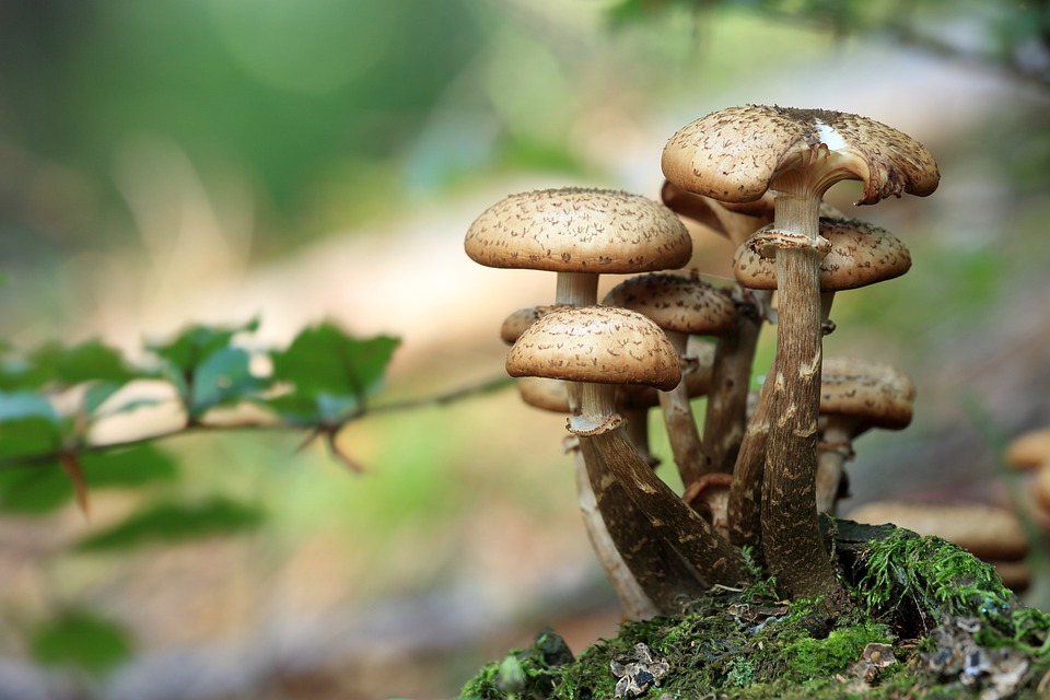 mushrooms-548360_960_720.jpg