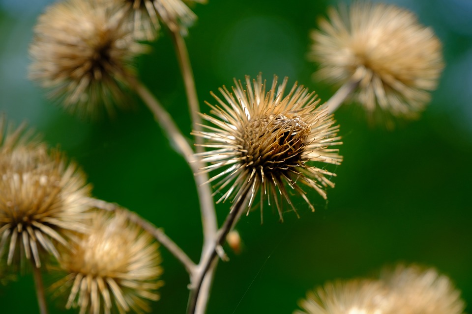 burdock-5249477_960_720.jpg