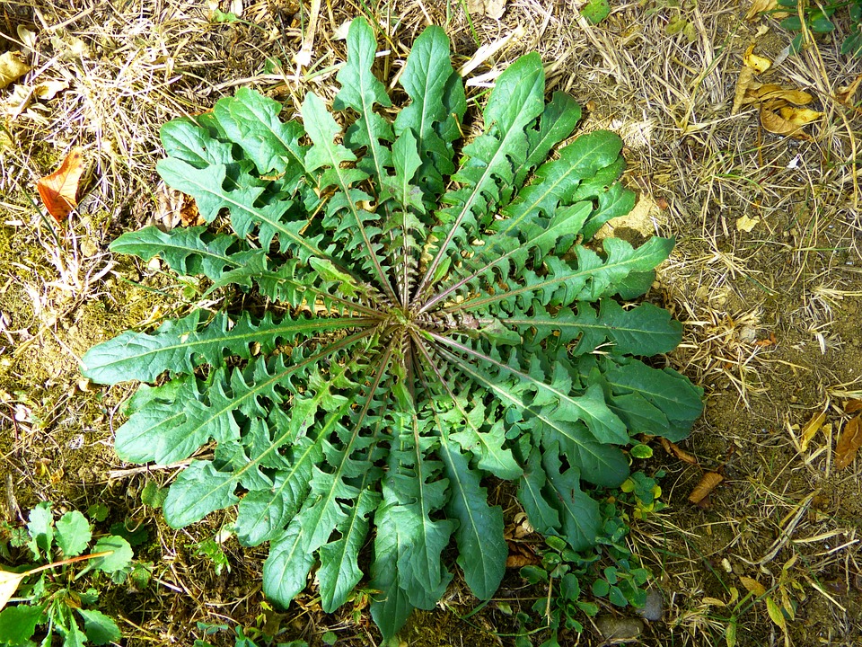 dandelion-leaves-2738750_960_720.jpg