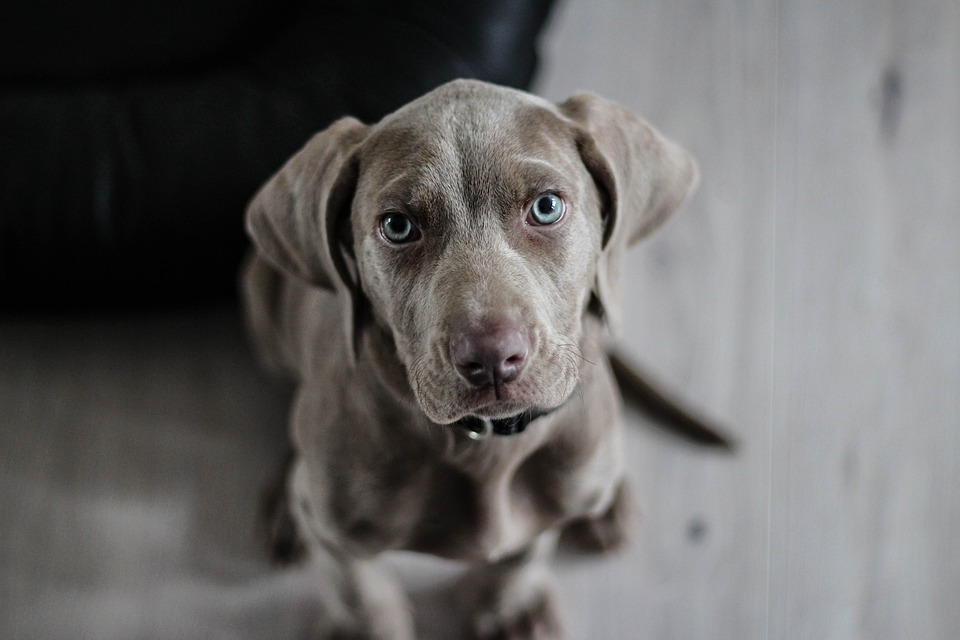 weimaraner-1381186_960_720.jpg