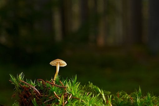 mushroom-7710167__340.jpg