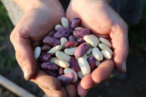 runner-beans-1835646_960_720.jpg